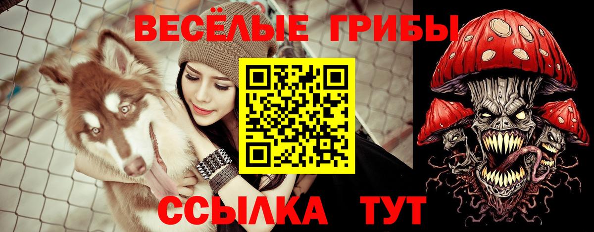 Чита  Галлюциногенные грибы Cubensis  Вход с VPN 